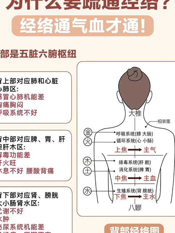 中医执业医师-针灸学() - 经络图谱