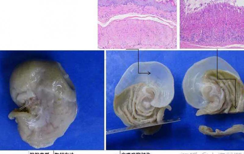 植物病理学教学视频 - 病理实验