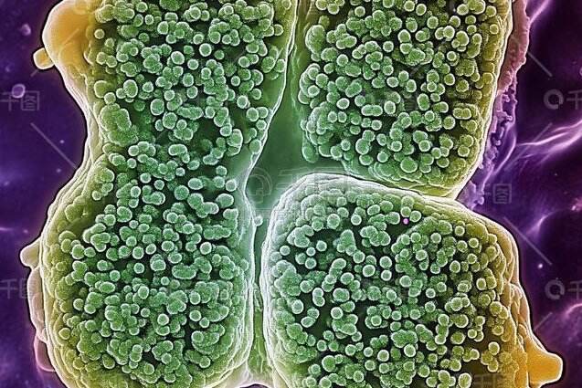 细胞生物学课程-厦门大学 - 细胞分裂