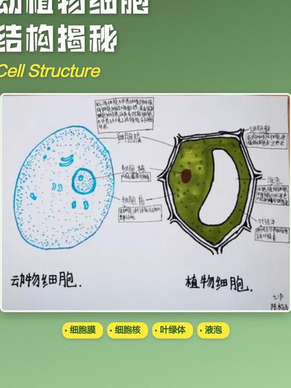 人教版高一生物必修一辅导视频 - 细胞结构