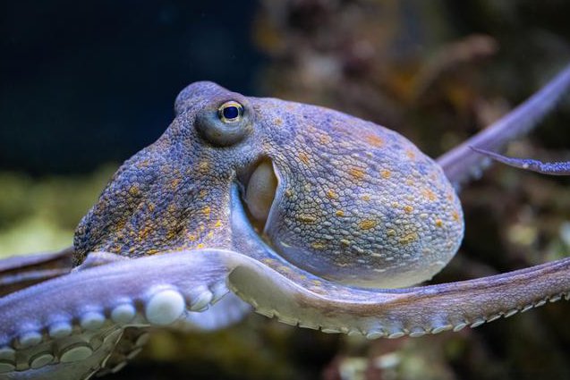 探索发现《向深海出发》 - 深海生物