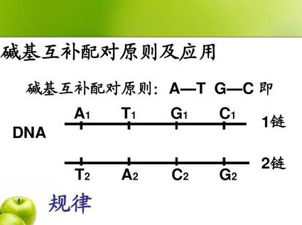 西交大-分子生物学原理与技术课程 - 碱基配对