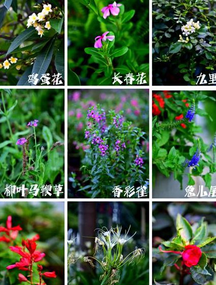 北京师范大学 植物生物学48讲 - 植物分类