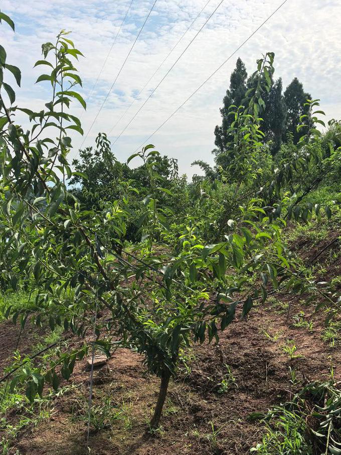 果树生产技术技术指导 - 果树种植