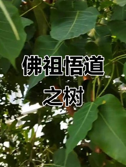 钱文忠-人间佛陀释迦牟尼 - 菩提树
