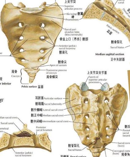 厦门医学院--人体解剖学教学视频 - 解剖学