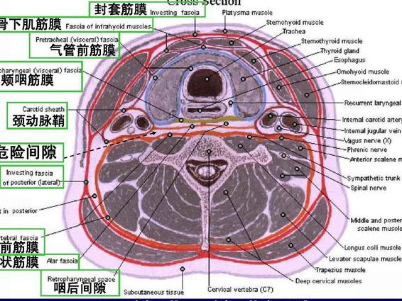 断层解剖学-南京医科大学 - 断层解剖