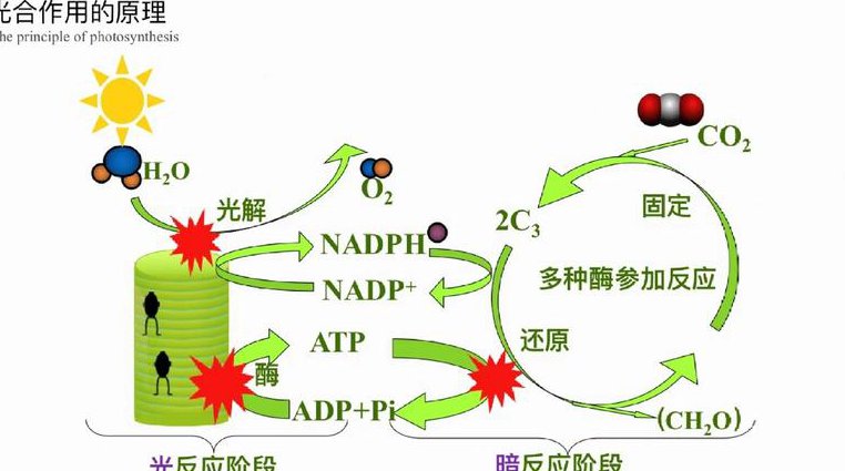高中生物一轮复习辅导视频 - 光合作用