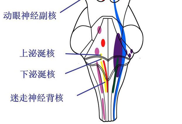 中山大学-神经病学课程 - 神经解剖