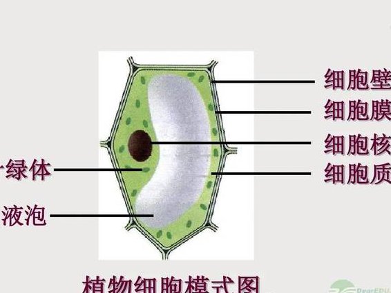 北京师范大学 植物生物学48讲 - 植物细胞