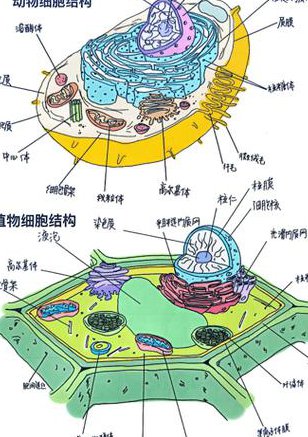 高中生物必修一（分子与细胞） - 细胞结构