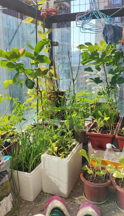 种植实用技术大全视频 - 种植技术