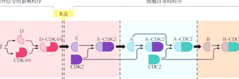 遗传学基础教学-浙江大学 - 遗传调控