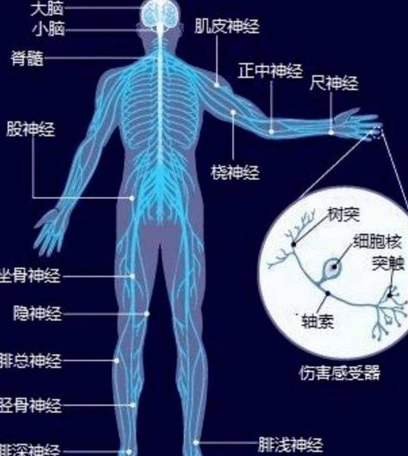 西安交通大学--生理学教学视频 - 神经传导