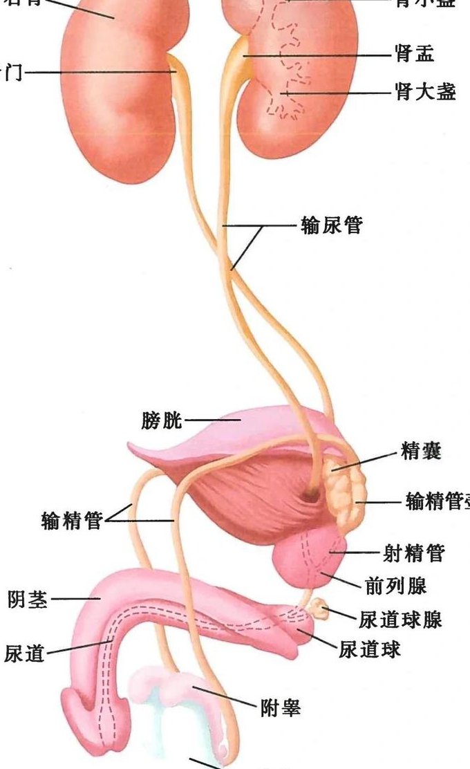 浙江大学-系统解剖学课程(90讲) - 器官系统
