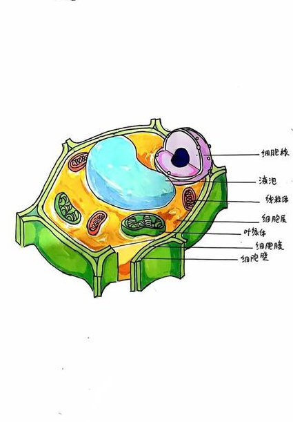 高中生物必修一名师辅导 - 生物细胞