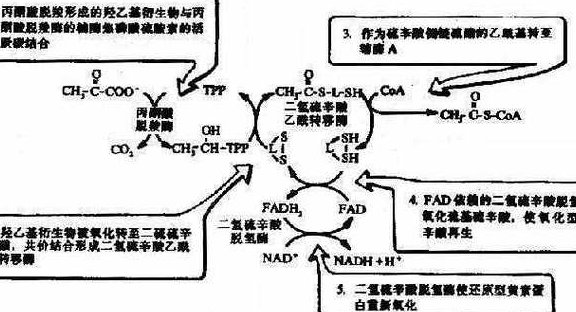 药理学mooc课程-山东大学 - 药物代谢
