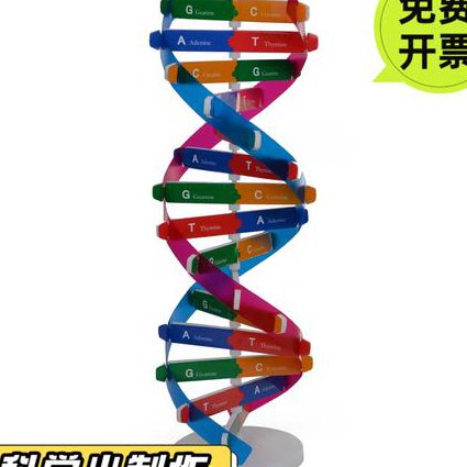 中山大学-基因工程原理课程 - DNA结构