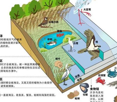 南开大学-普通生物学课程 - 生态系统