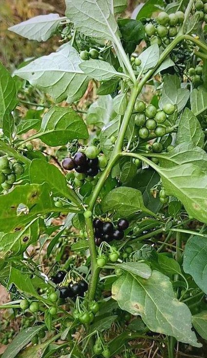 天津中医药大学 中药学mooc - 本草