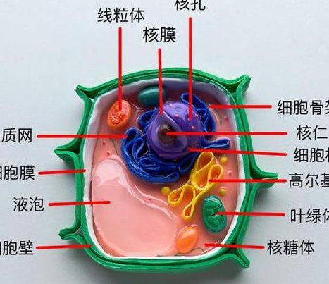 高中生物必修一名师课程 - 细胞结构