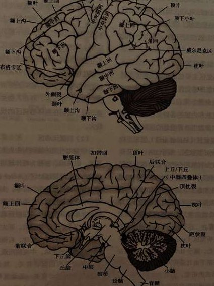 复旦大学神经生物学 - 脑结构