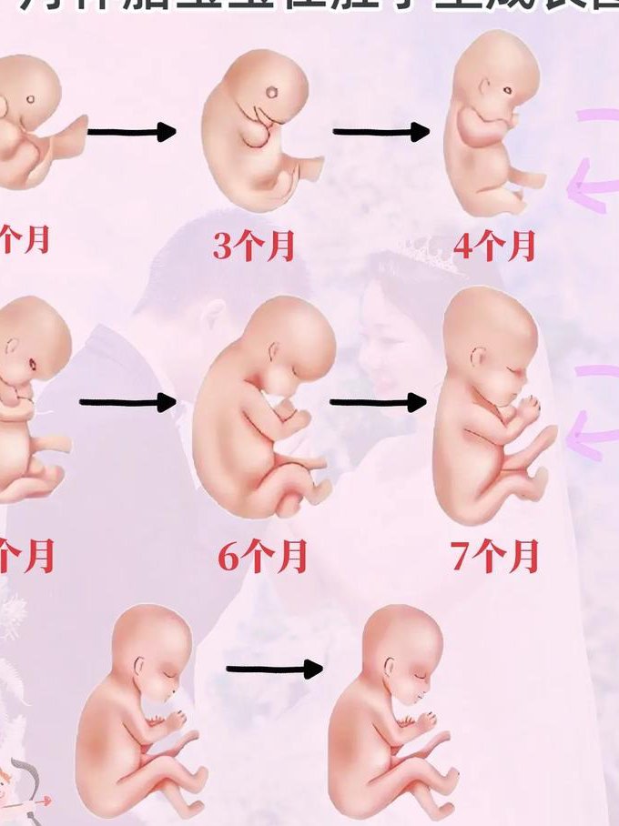 中医科大-妇产科学教学视频 - 胎儿发育
