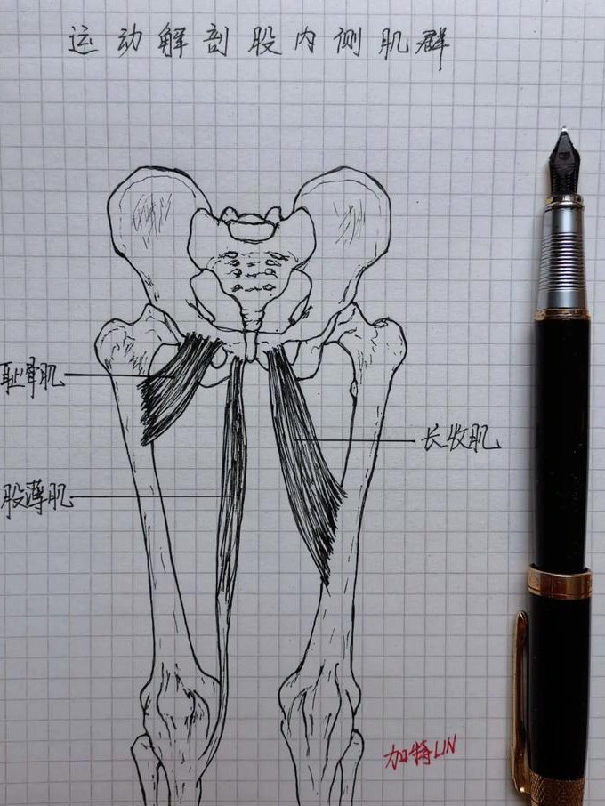 人体结构绘画教学视频 - 肌肉结构