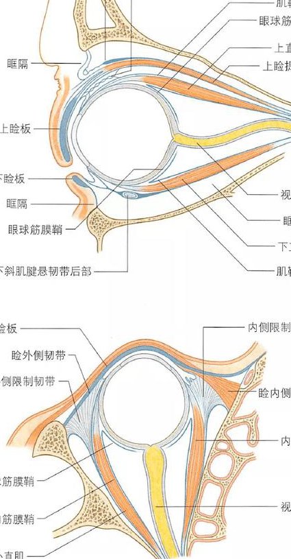 眼科学课程（首都医科大学） - 眼睛解剖