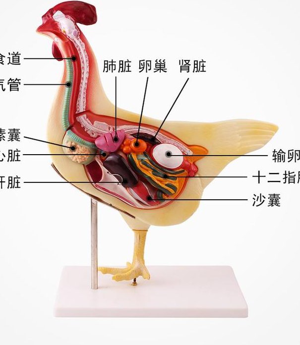 普通生物学课程 - 动物解剖