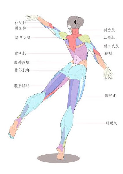 西综刘忠保生理学基础 - 人体结构
