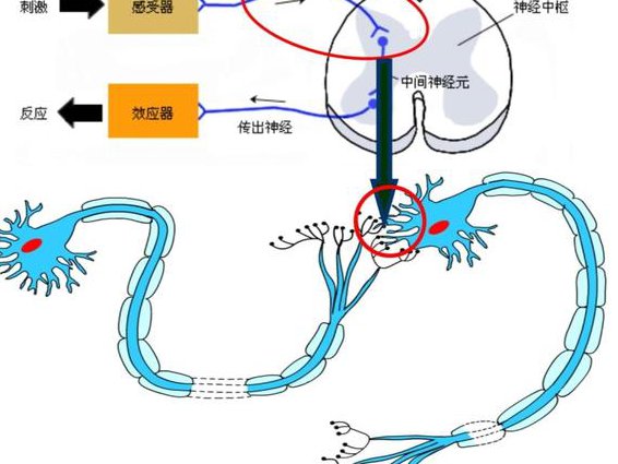《生理学》-山东大学- 全145讲 - 神经传导