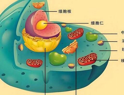 细胞生物学课程-厦门大学 - 细胞结构