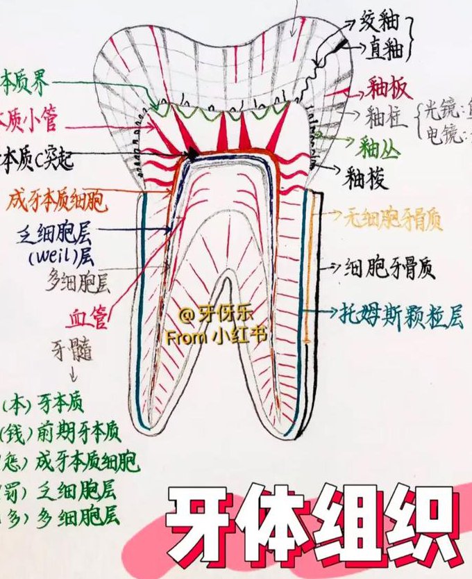 口腔解剖生理学课程 - 口腔解剖