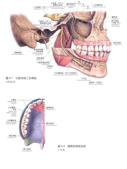 四川大学 口腔解剖生理学课程 - 口腔解剖