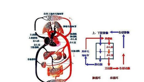 中国科学技术大学--生理学教学视频 - 血液循环系统