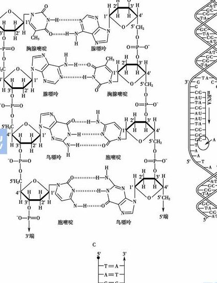 考研生物化学 - DNA结构