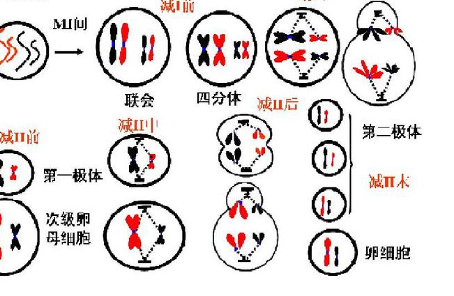 高中生物必修二课程 - 减数分裂