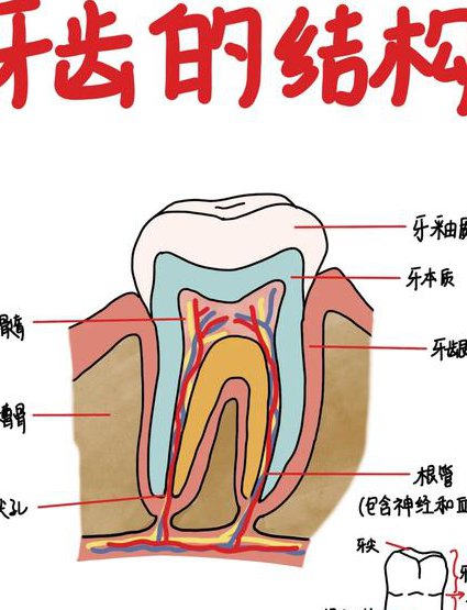 四川大学 口腔解剖生理学课程 - 牙体解剖