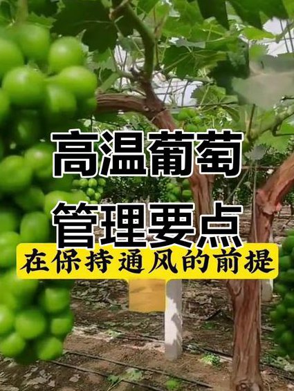 葡萄的栽培技术和管理技术 - 葡萄管理