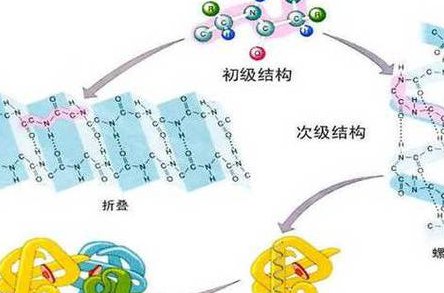 高中生物必修一（分子与细胞） - 蛋白质结构