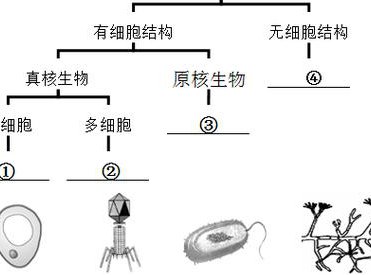 微生物学精品课程 - 微生物结构