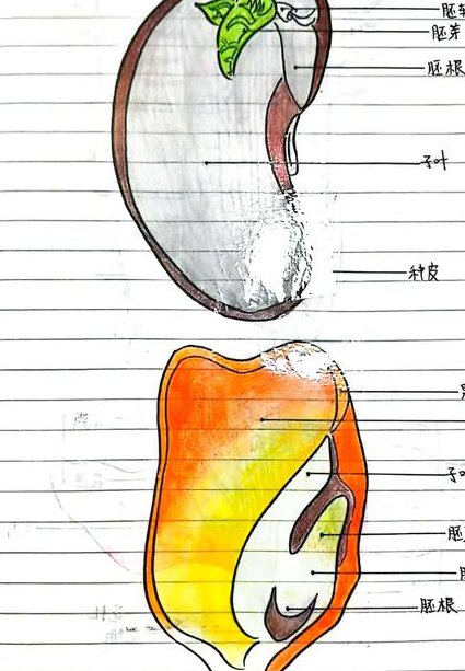 高中生物1对1辅导视频 - 生物结构