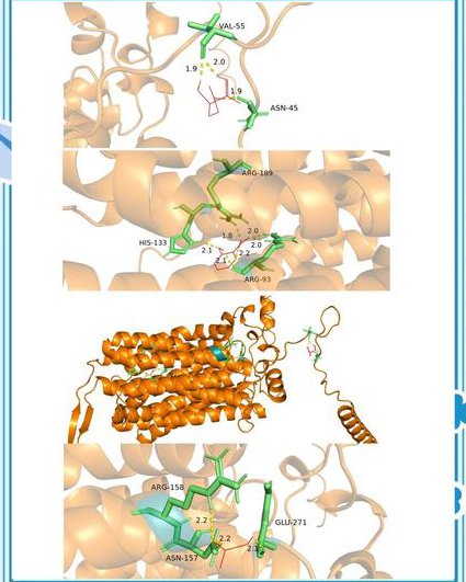 武汉大学分子生物学 - 分子机制