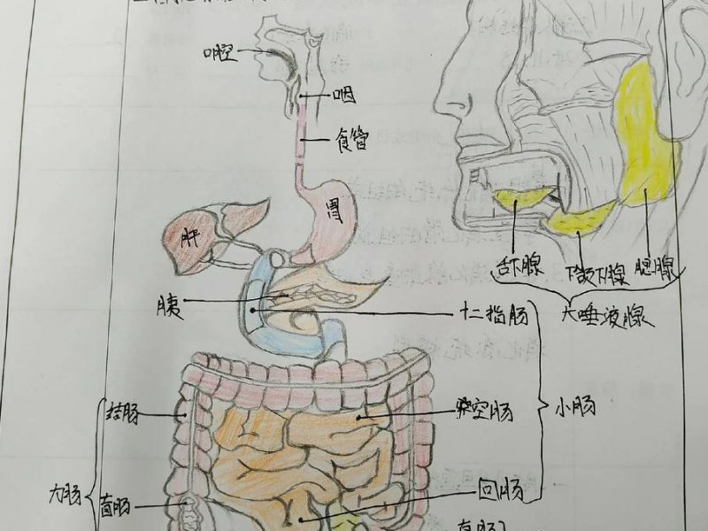 卫生部--系统解剖学课程 - 解剖学