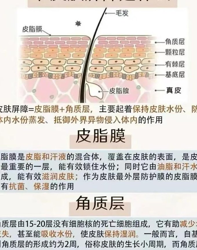 痤疮-专家分享经验 - 皮肤结构