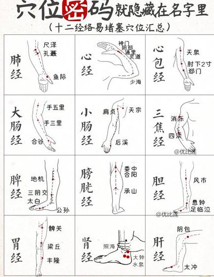 中医执业医师-针灸学 - 经络图解