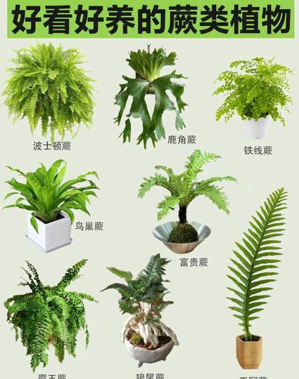 【中国药科大学】药用植物学课程 - 植物分类