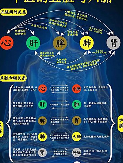 《经络腧穴学》（99集全） - 中医理论