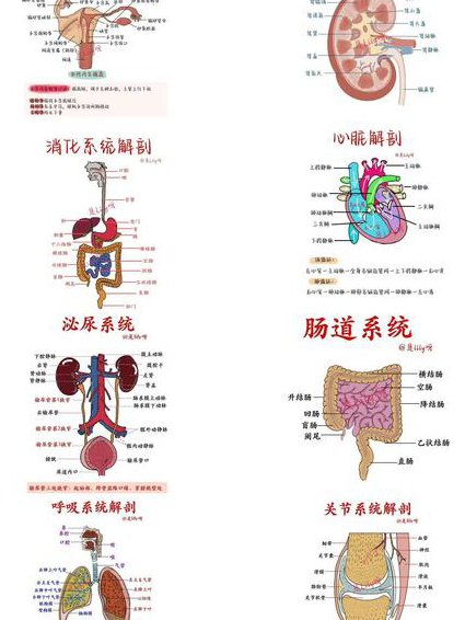 复旦大学--局部解剖学课程 - 人体解剖